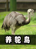 生存战争鸵鸟吃什么