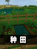 生存战争怎么种田