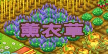 全民农场薰衣草种子怎么得 浪漫的紫色季节