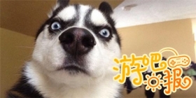 游吧日报：后来他们都变成了表情包