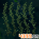 生存战争2海草有什么用 Survivalcraft 2海草介绍