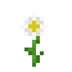 滨菊