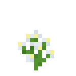 茜草花