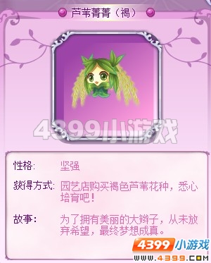 小花仙芦苇菁菁（褐）花精灵