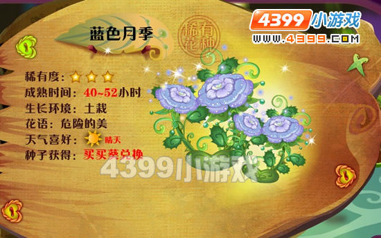 蓝色月季