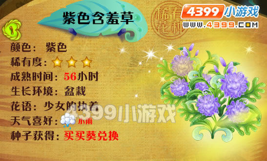小花仙紫色含羞草