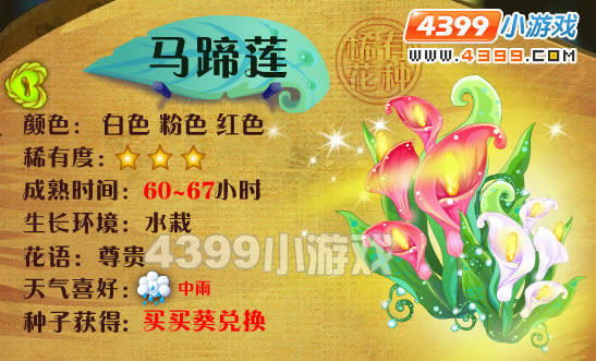 小花仙马蹄莲