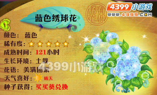 蓝色绣球花