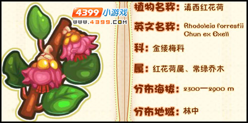 洛克王国薇薇安植物图鉴