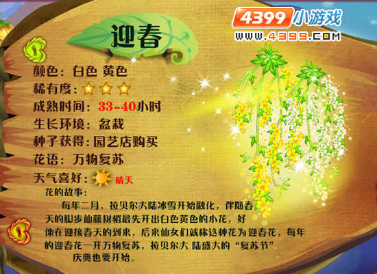 小花仙迎春花种子