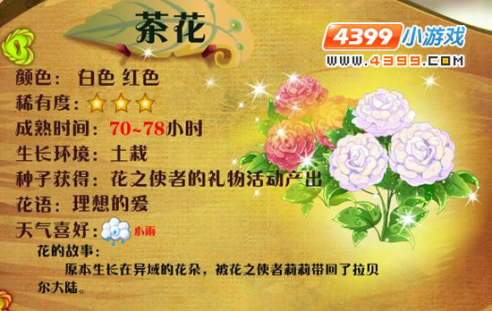 小花仙茶花