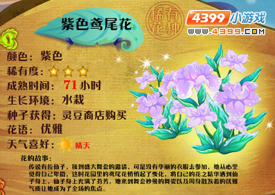 小花仙紫色鸢尾