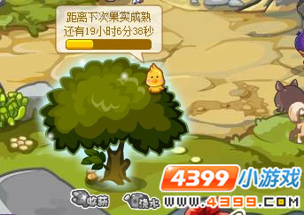 洛克王国在哪里摘可可果？