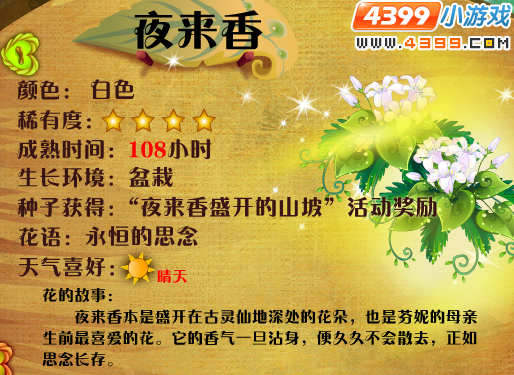小花仙夜来香 夜来香 小花仙白色夜来香 小花仙紫色夜来香 