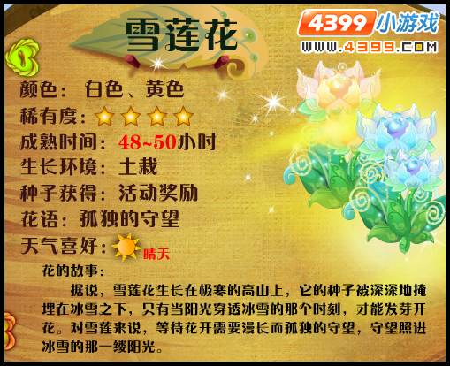 小花仙雪莲花