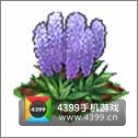 全民小镇薰衣草种子建造时间 所需等级详细数据