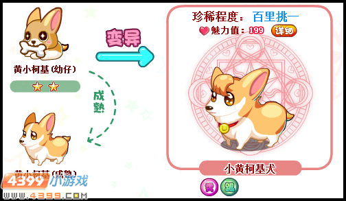 奥比岛小黄柯基犬