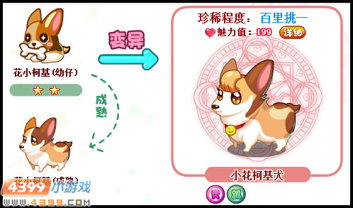 奥比岛小花柯基犬