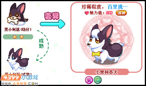 奥比岛小黑柯基犬