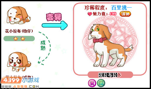 奥比岛花拉布拉多