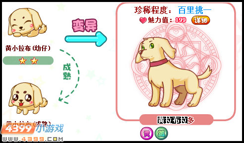 奥比岛黄拉布拉多