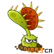 植物大战僵尸全明星捕蝇草图鉴