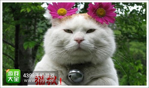 剑仙缘宠物2
