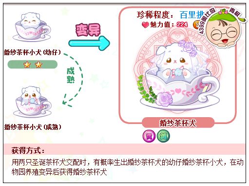奥比岛婚纱茶杯犬怎么得 在哪得