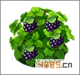 阿狸农场植物大全