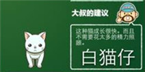 猫咖啡店图鉴大全 全部猫咪都在这里