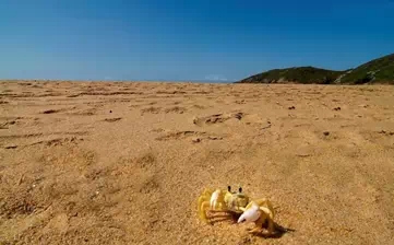 海岛奇兵螃蟹岛