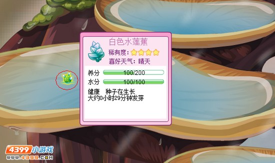 小花仙白色水蕉蕉