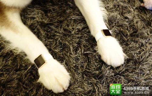王思聪狗的微博