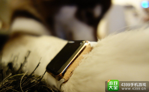王思聪狗的微博