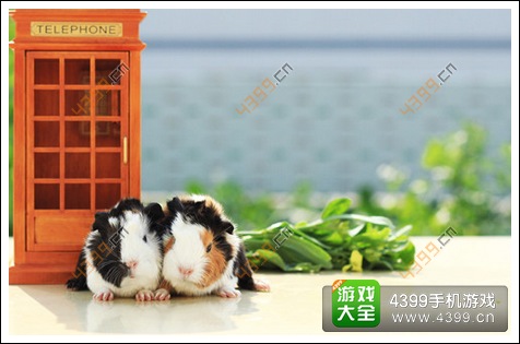 猫和老鼠官方手游下载