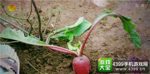 花千骨电视剧