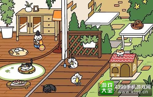 猫咪后院
