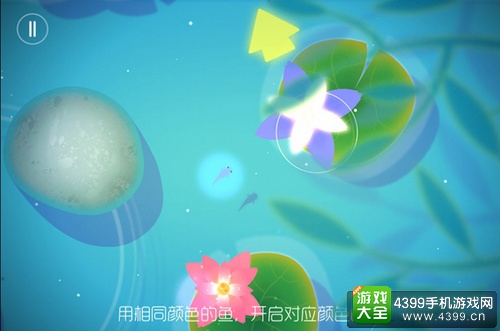 鲤