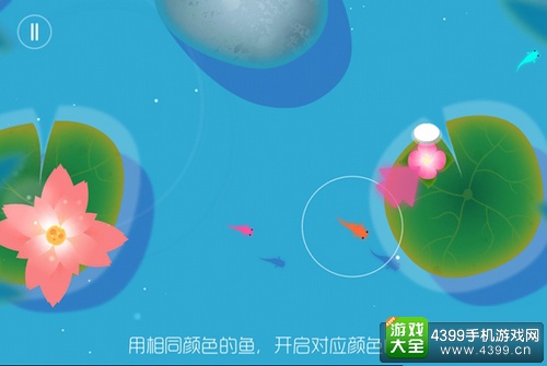 鲤