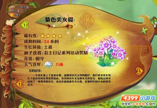 小花仙美女樱 美女樱花种 紫色美女樱