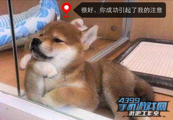 小柴犬表情