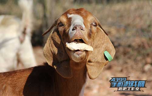 山羊面包1