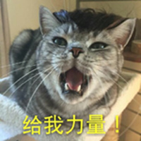 表情--猫咪