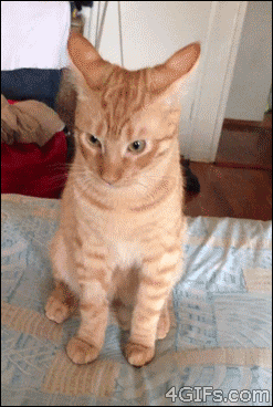 表情-猫咪
