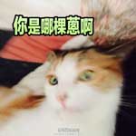 你是哪棵葱啊