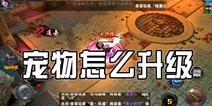圣骑士之歌宠物怎么升级 宠物升级方法
