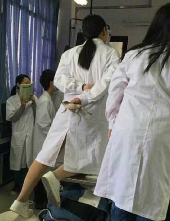 可怜的蛤蟆君