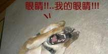 Mark了个图：听说最近流行套套水球挑战 亮瞎了