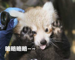 表情--小熊猫
