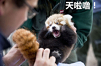 表情--小熊猫